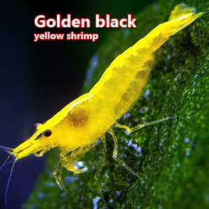 Golden black yellow shrimp